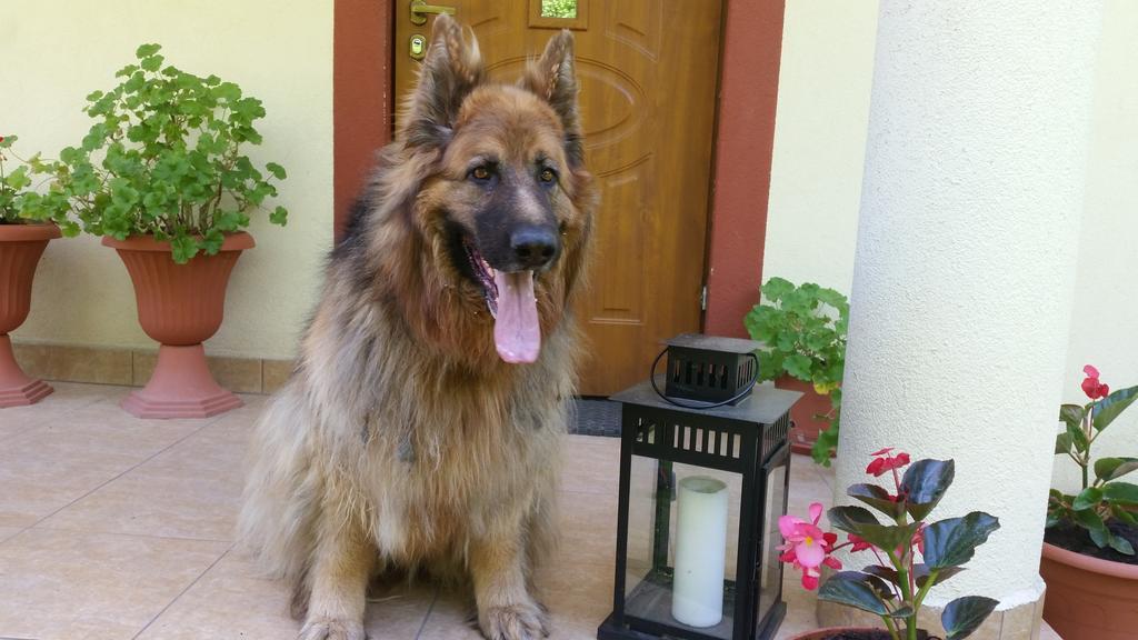 Pokoje Goscinne Na Skraju Puszczy Pogorzelce المظهر الخارجي الصورة